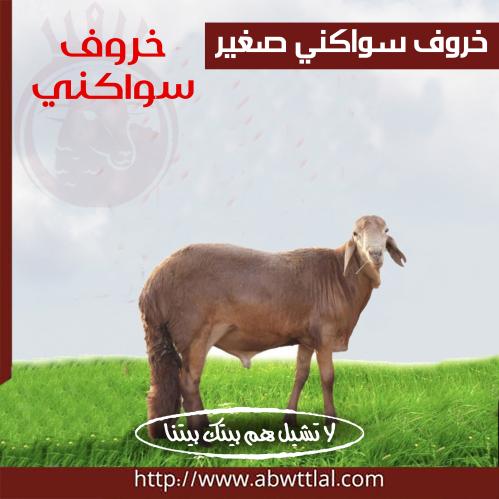 خاروف سواكني صغير