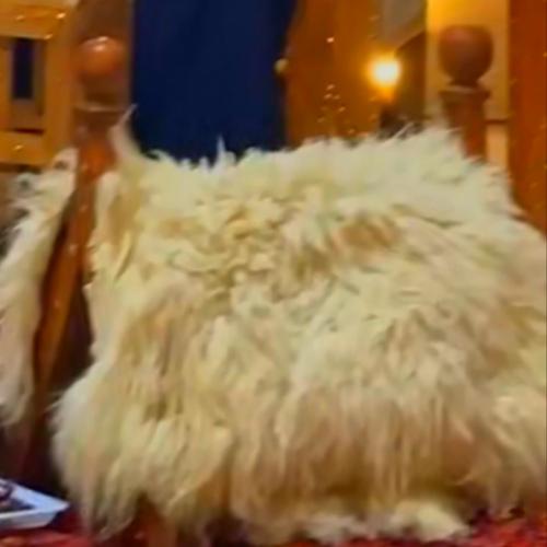 شداد بني فاتح قماش بيج مع جاعد كبير