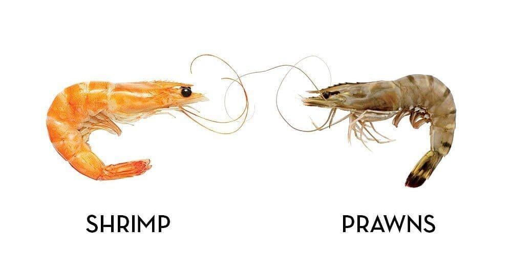 الفرق-بين-الروبيان-البحري-والمزارع - المسمكة للأسماك الطازجة