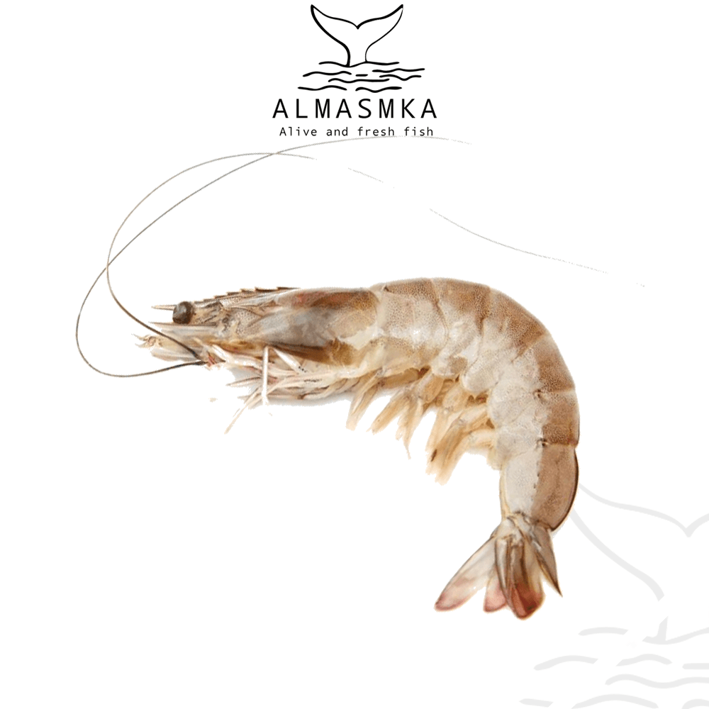 فوائد الروبيان الجامبو - المسمكة للأسماك الطازجة