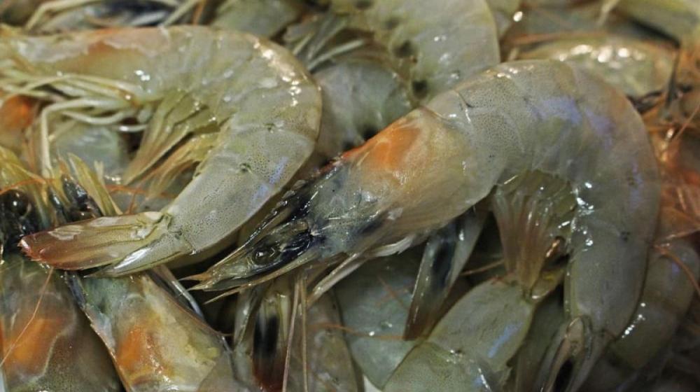 روبيان-المزارع - المسمكة للأسماك الطازجة