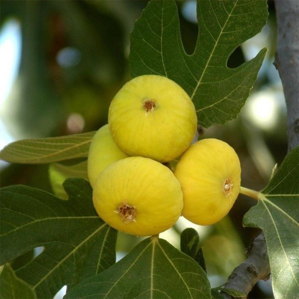 تين عسلي اسباني