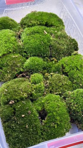 Live Cushion Moss - موس الوسادة الحي