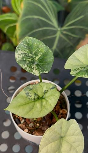 Alocasia ‘Dragon Scale’ Albo Variegated