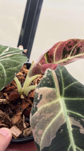 Alocasia Black Velvet Pink Variegated