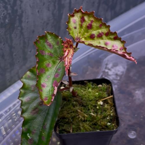 نبته هجينه /Begonia Amphioxus × Malachosticta
