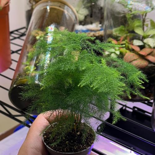 ‎‏Asparagus setaceus - اسبرجس سيتاسيوس