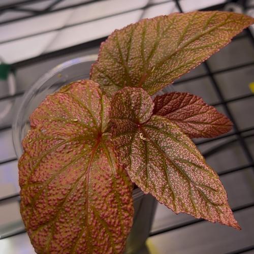 begonia