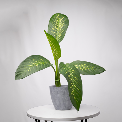 دفمباخيا وسط - Dieffenbachia