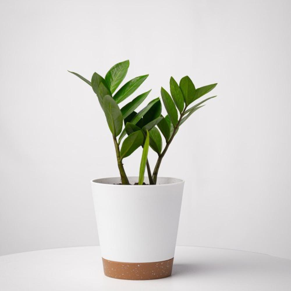 خطوات بسيطة للعناية بنبتة الزاميا في المكتب - متجر جرين ديسك