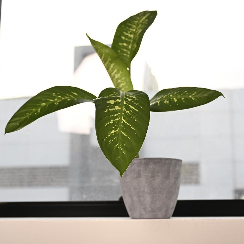 دفمباخيا وسط - Dieffenbachia