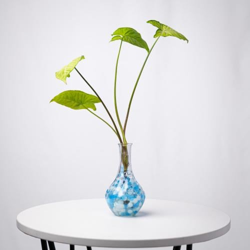 سينجونيوم بودوفيلوم- Syngonium podophyllum