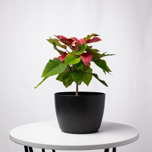 الفربيون بولشيريما - البونسيتة - Euphorbia pulcher...