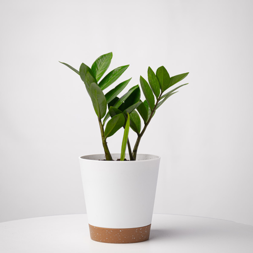زاميا صغير - Zamia - Zamiaceae
