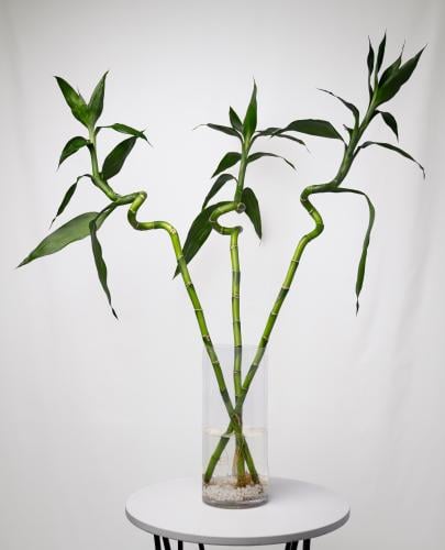 Dracaena sanderiana - بامبو ثلاثي باوراق كبيرة