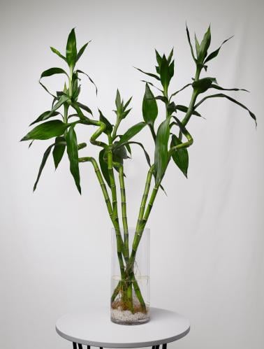 Dracaena sanderiana - بامبو خماسي باوراق كبيرة