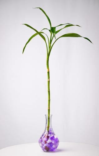 Lucky Bamboo - بامبو مفرد