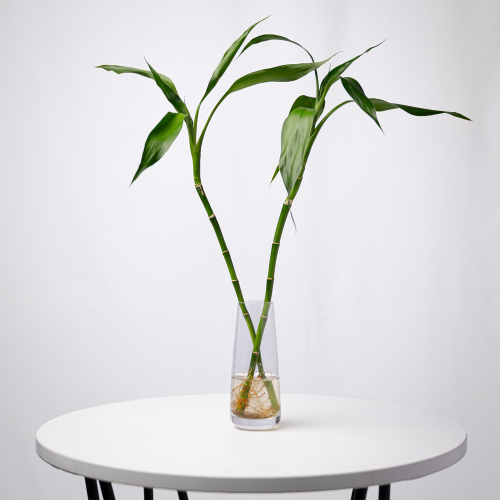 Lucky Bamboo - بامبو ثنائي صغير