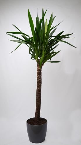 يوكا كبير - Yucca