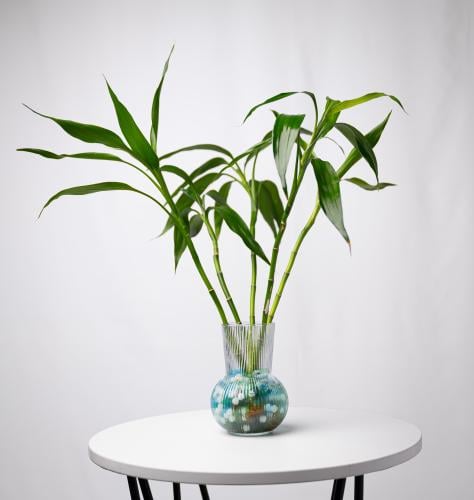 Lucky Bamboo - بامبو خماسي
