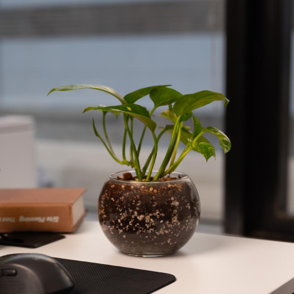 اكتشف الان طرق العناية بنبات البوتس