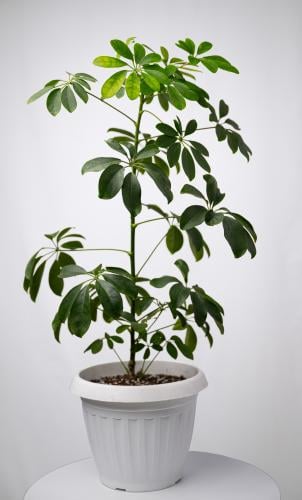 شيفليرا أربوريكولا وسط - Schefflera arboricola