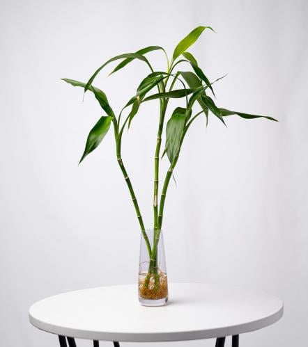 Lucky Bamboo - بامبو ثلاثي