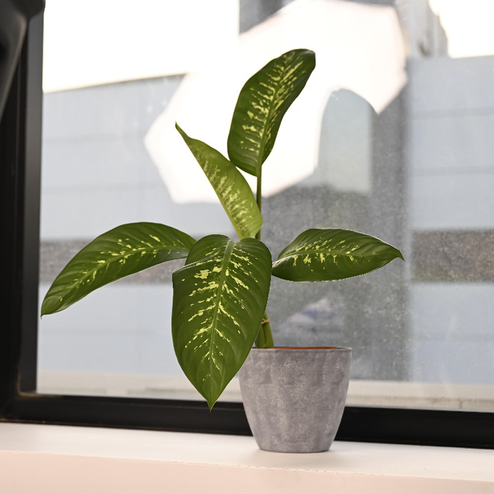 دفمباخيا وسط - Dieffenbachia