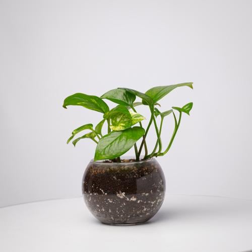 ابيبريمنوم أوريوم - بوتس Epipremnum aureum - Potho...