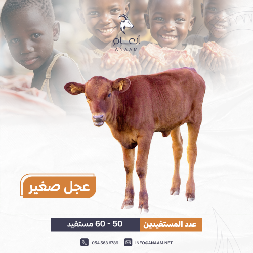 عجل صغير