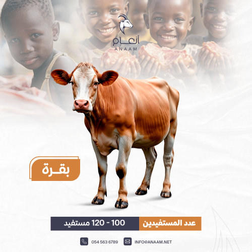 بقرة كبيرة