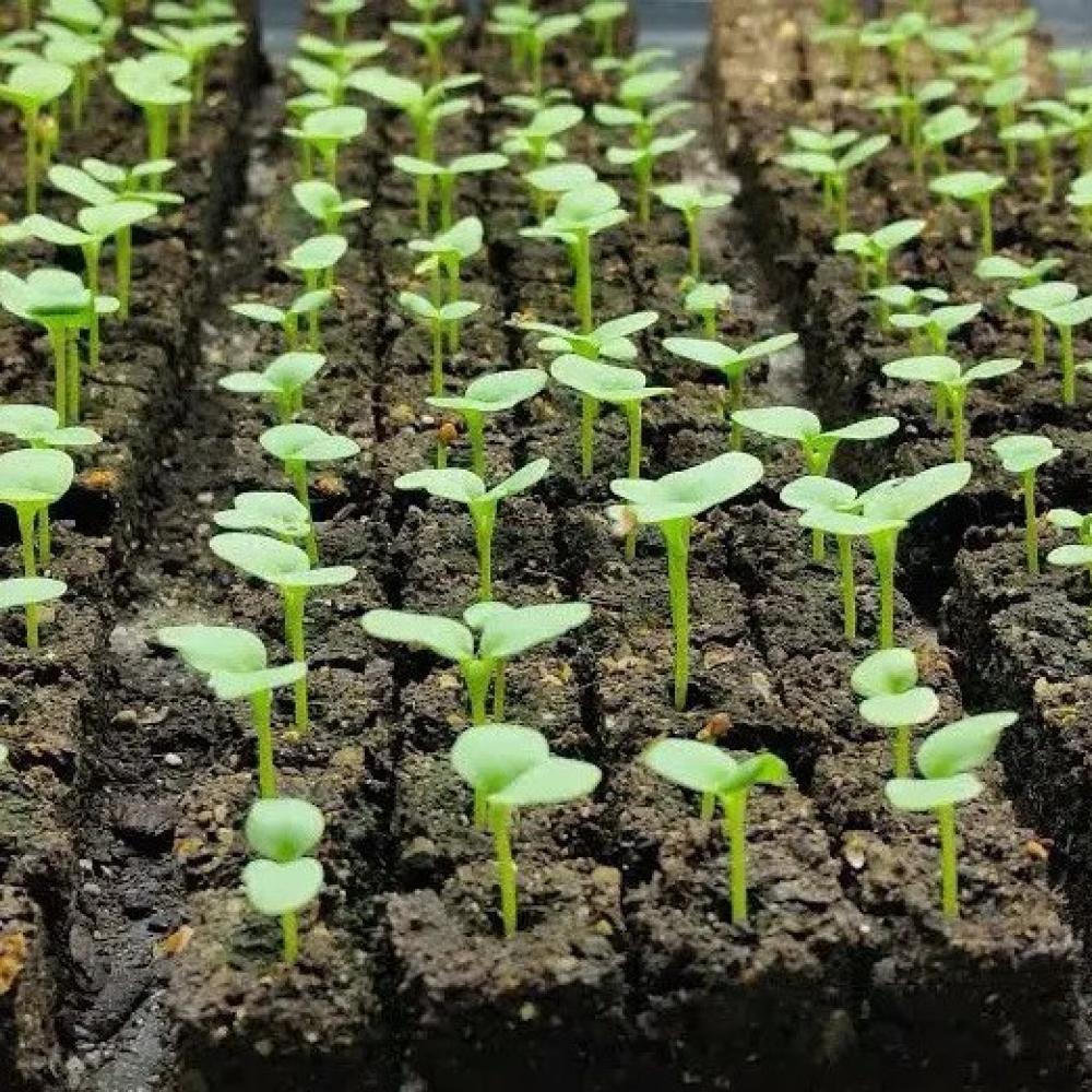 تربة عضوية 10 لتر