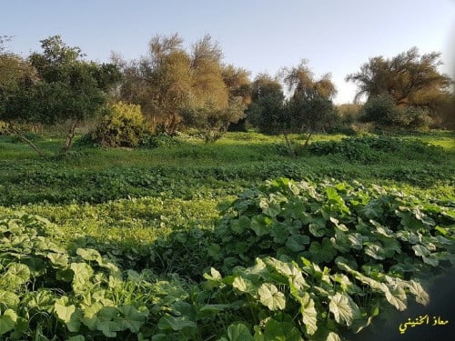 خبيز 100 بذرة واكثر Malva parviflora