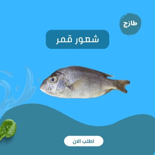 شعور قمر