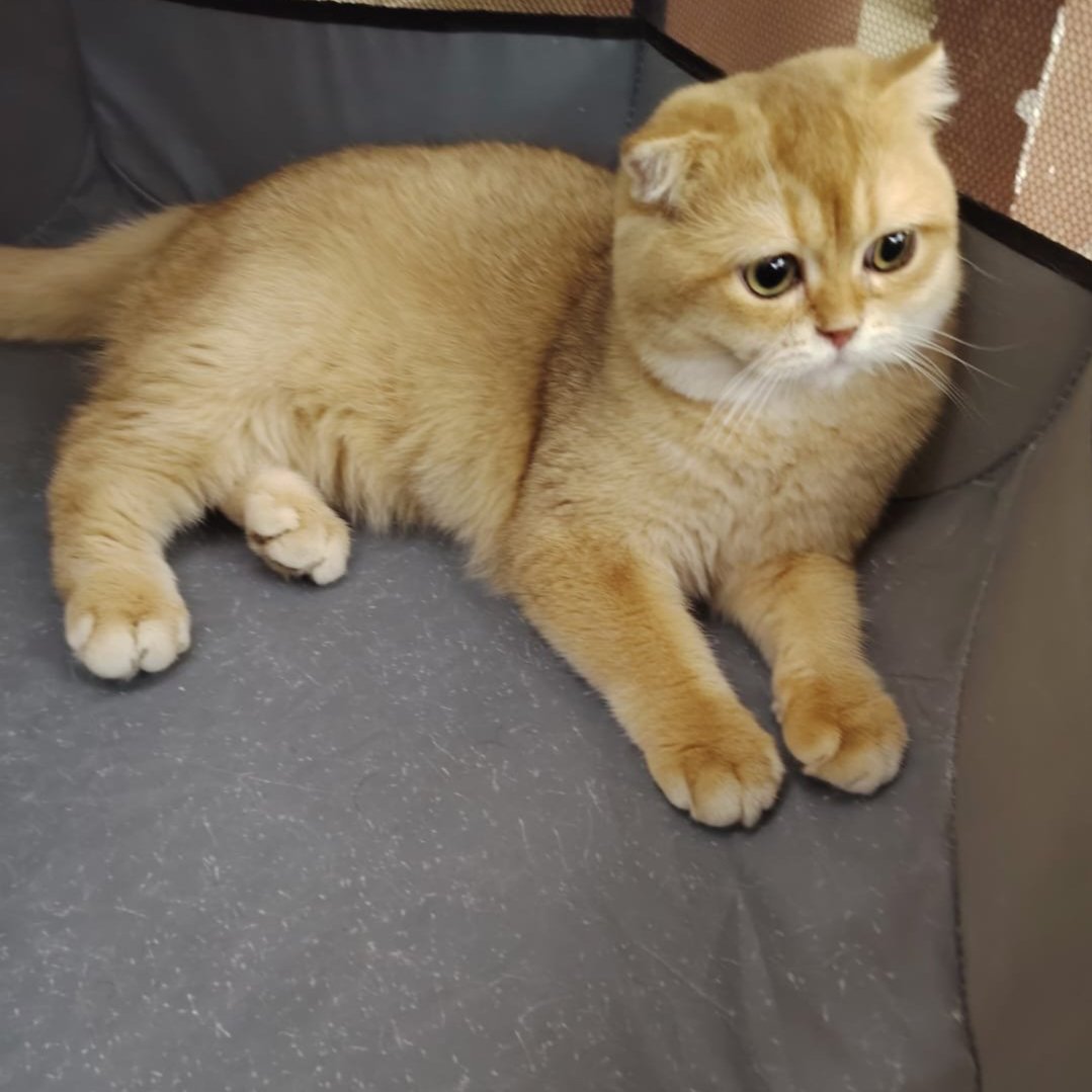 سكوتش فولد بيور by12,مسجل في منظمة القطط العالمية (WCF)