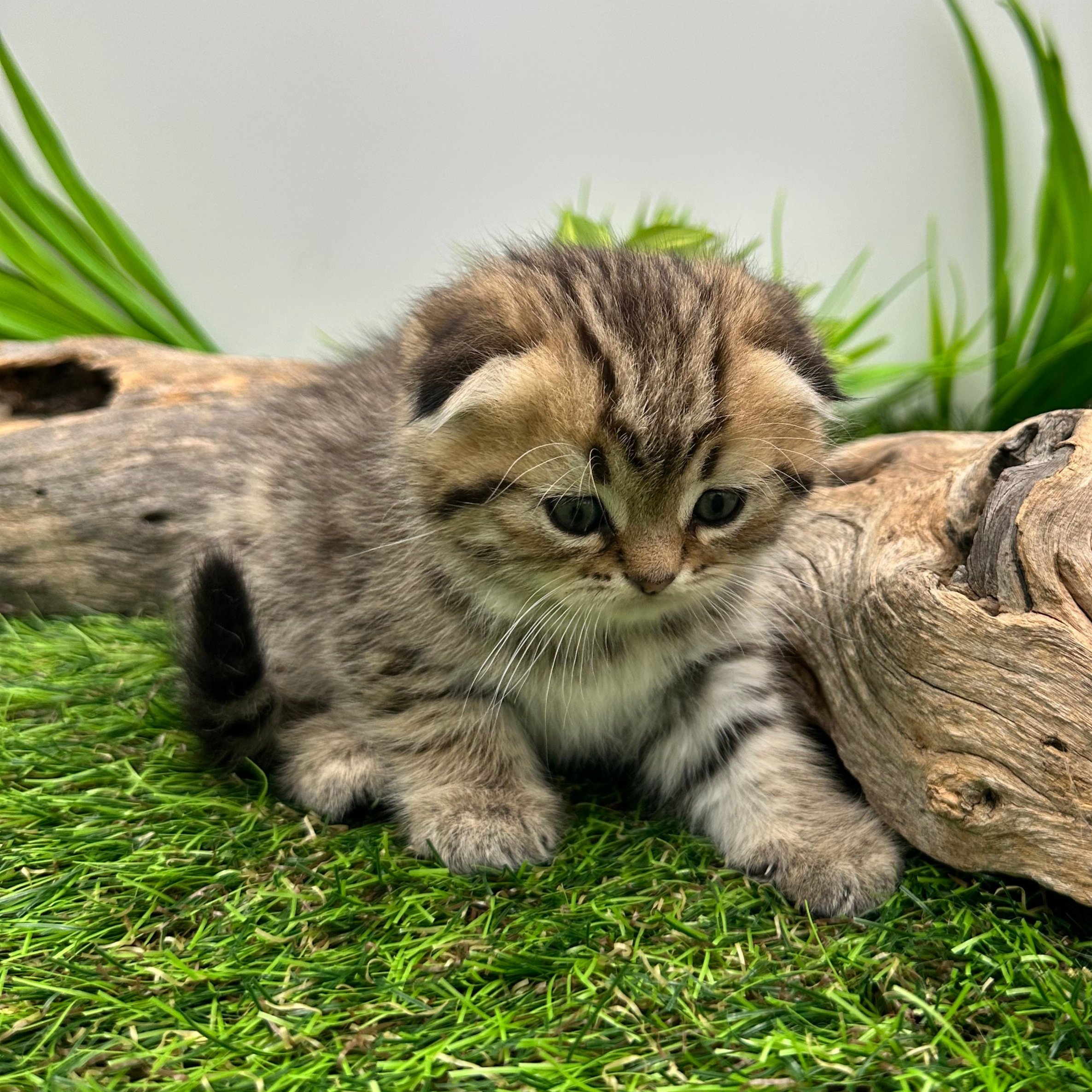 سكوتش فولد تايقر - انثى