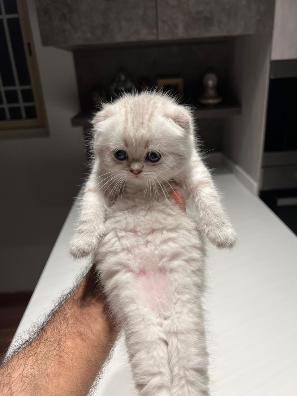 سكوتش ترييبل فولد رمادي فاتح