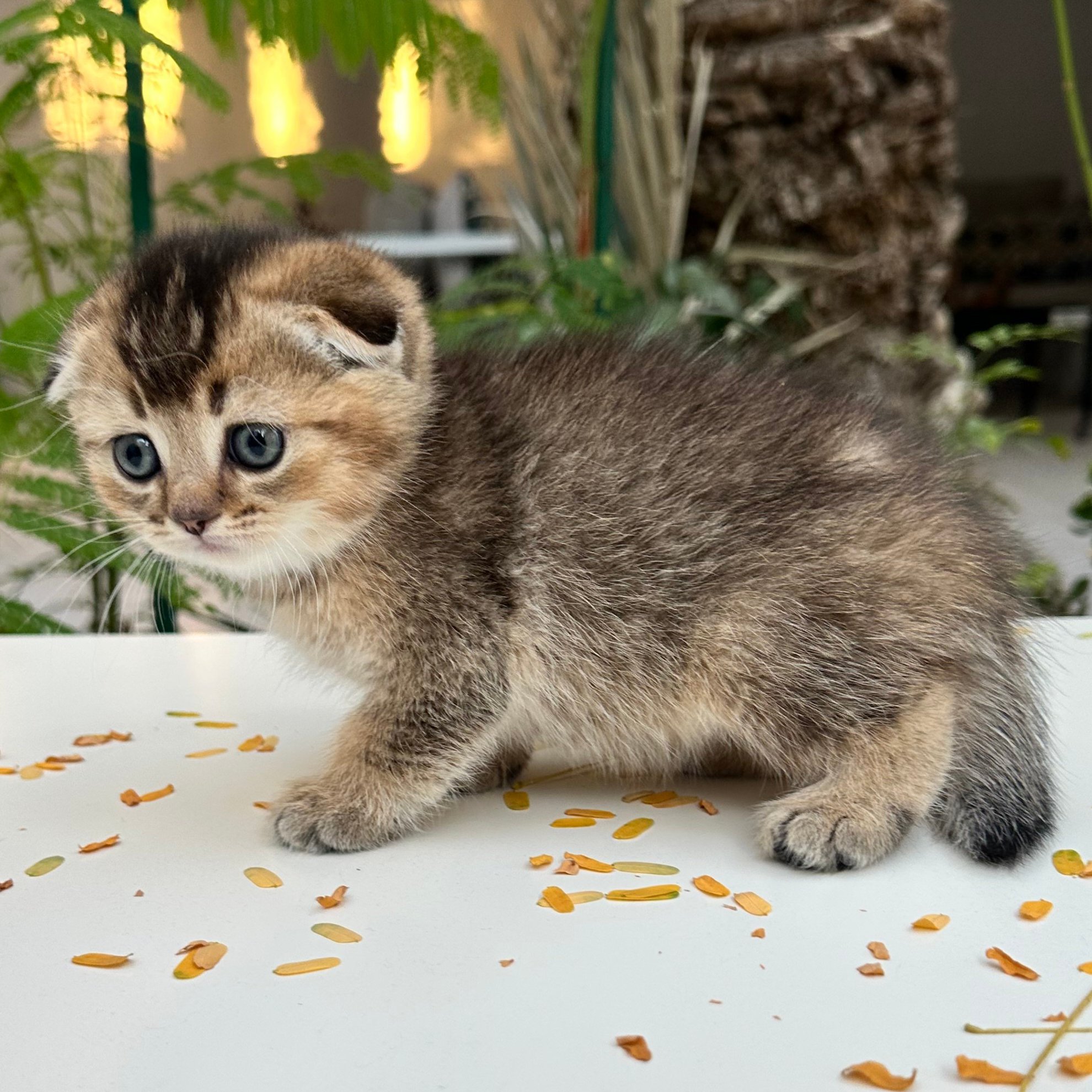 سكوتش فولد -ذكر