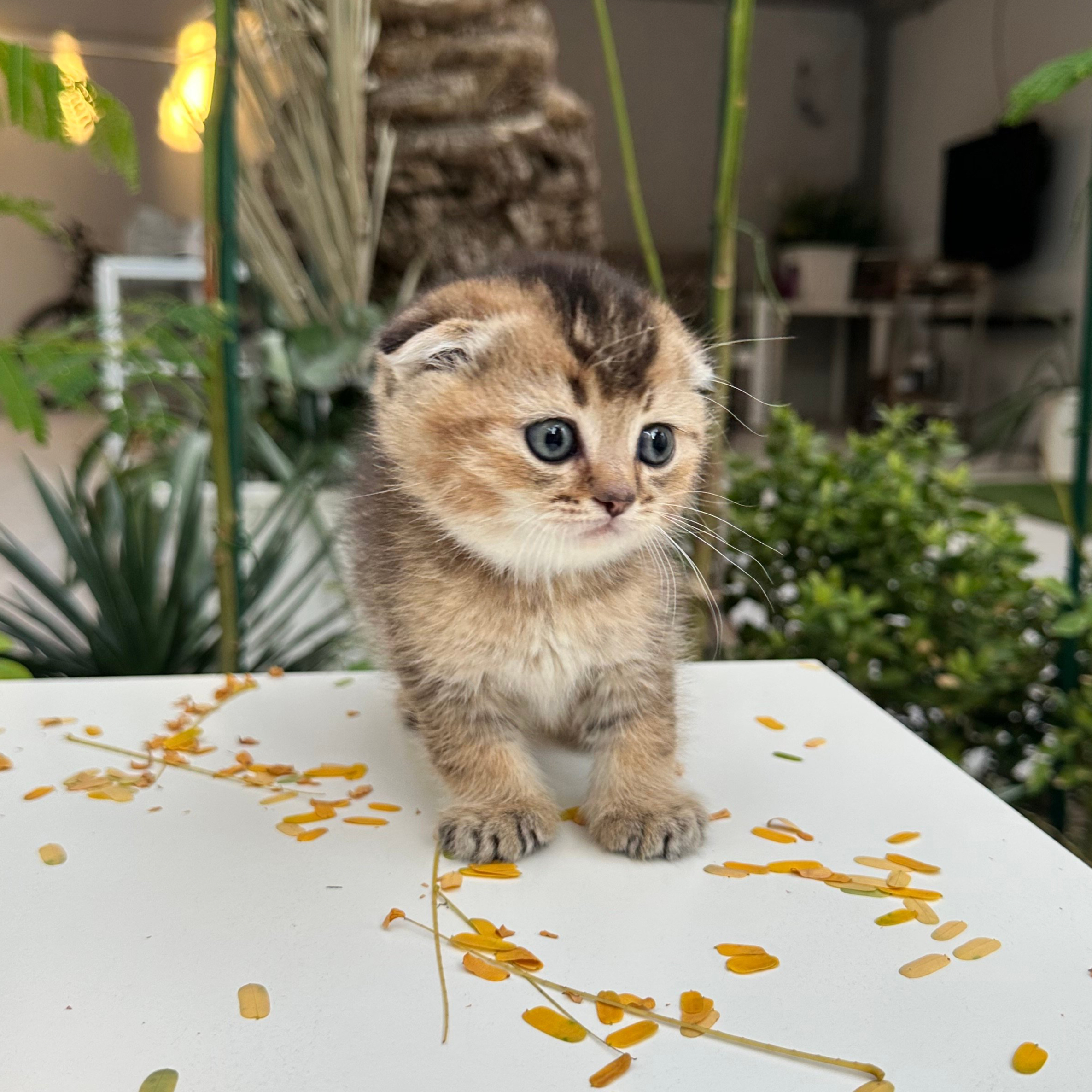 سكوتش فولد -ذكر