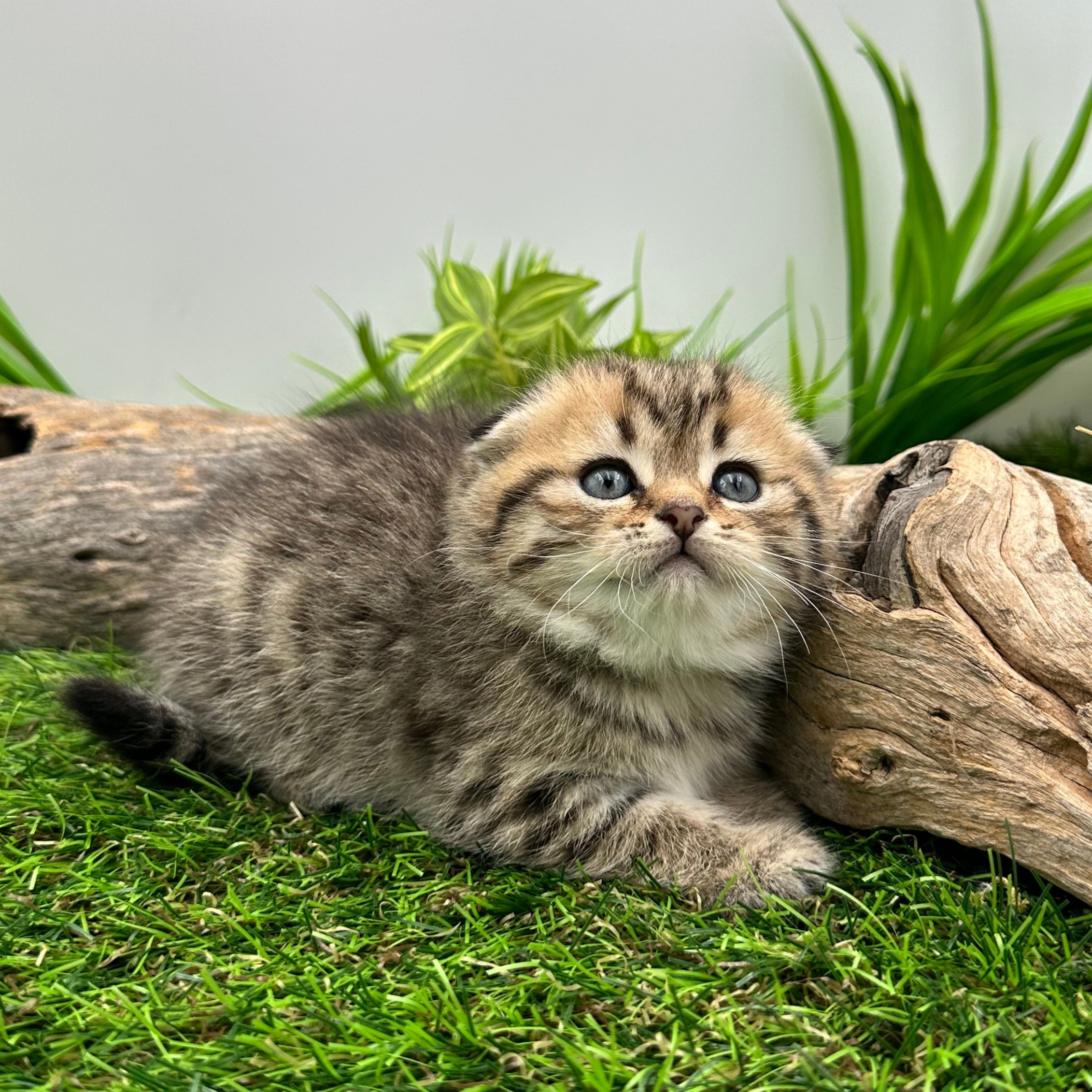 سكوتش فولد تايقر - انثى