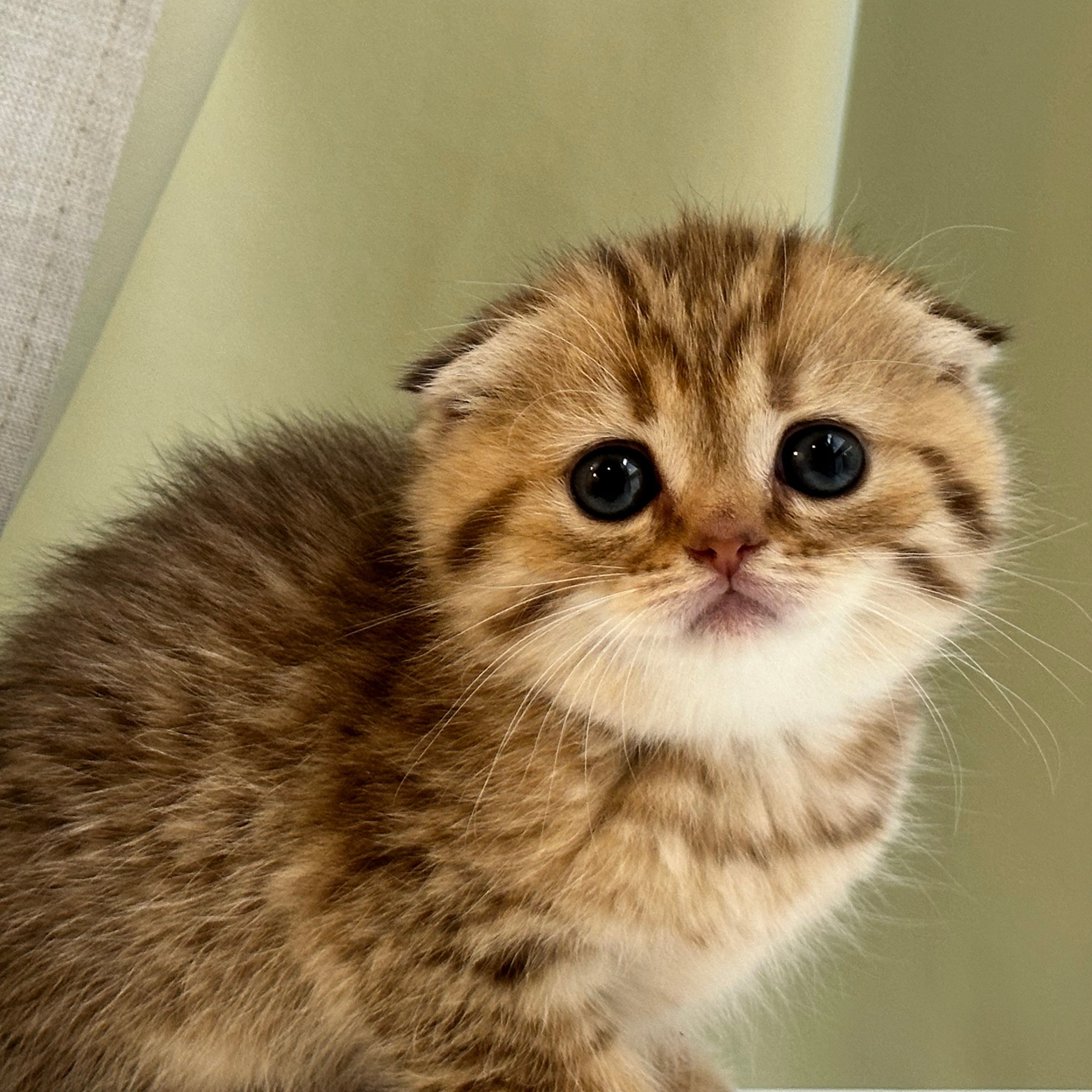 سكوتش فولد تايقر فاتح - انثى