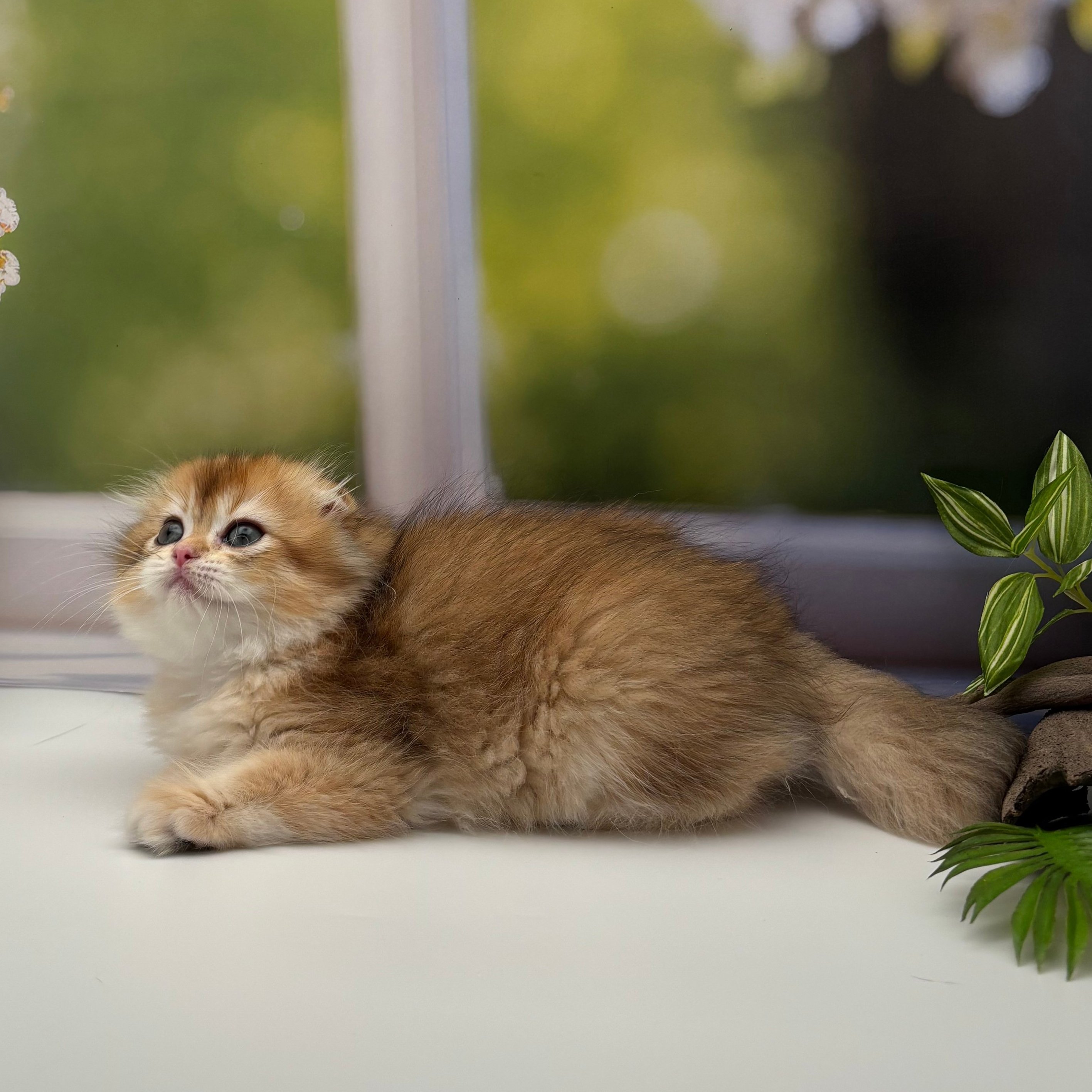 سكوتش اورنج - انثى