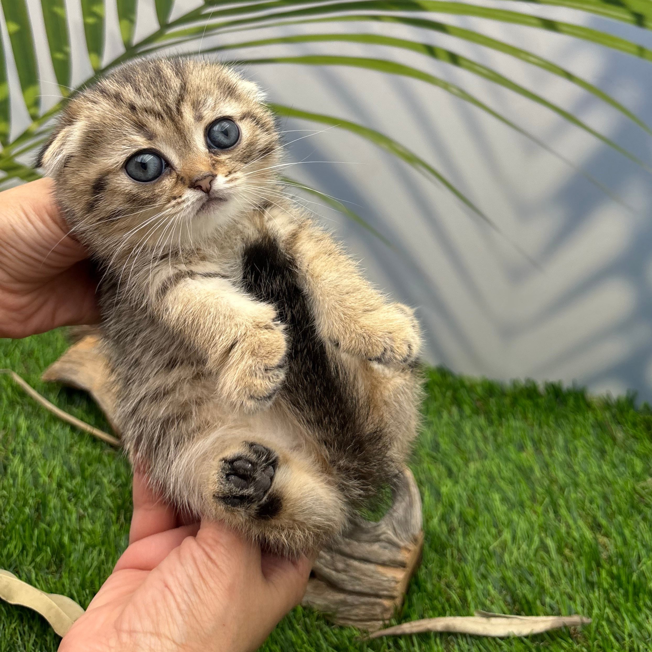 سكوتش فولد - انثى