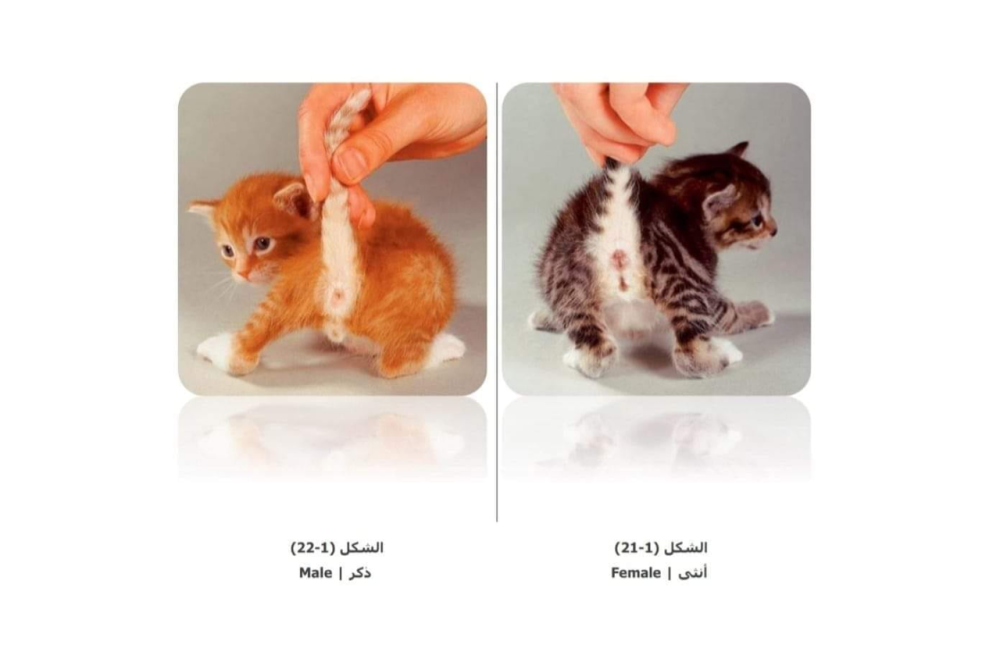 جنس القط: دليل شامل لتمييز الذكر عن الأنثى بصور توضيحية