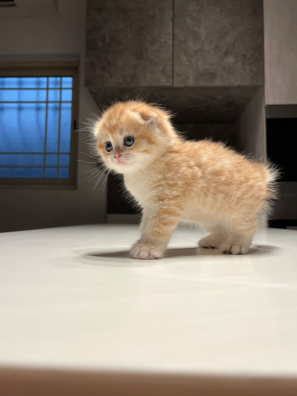 سكوتش مشمشي تايقر - قطة سكوتش