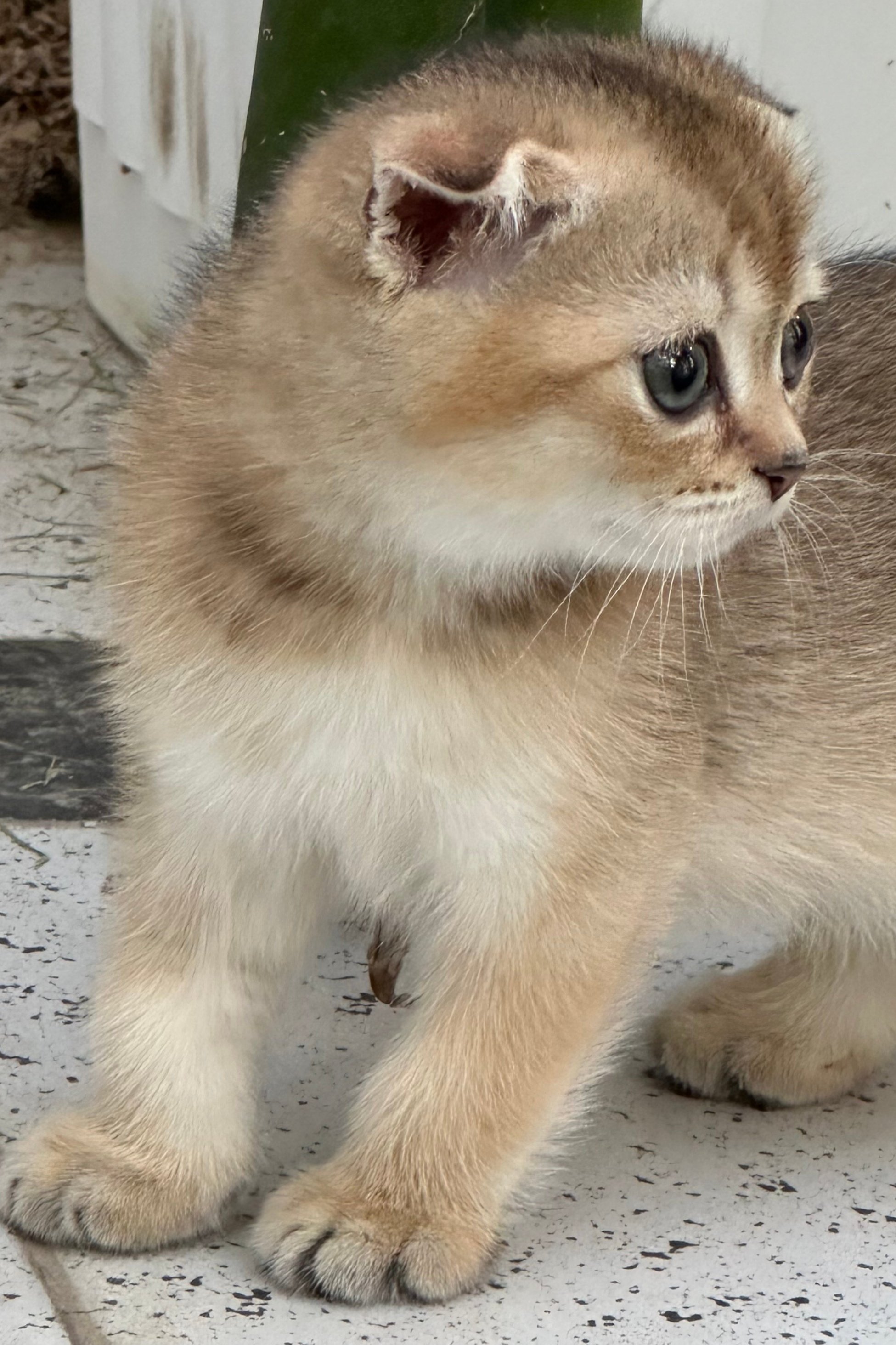 سكوتش فولد ذكر