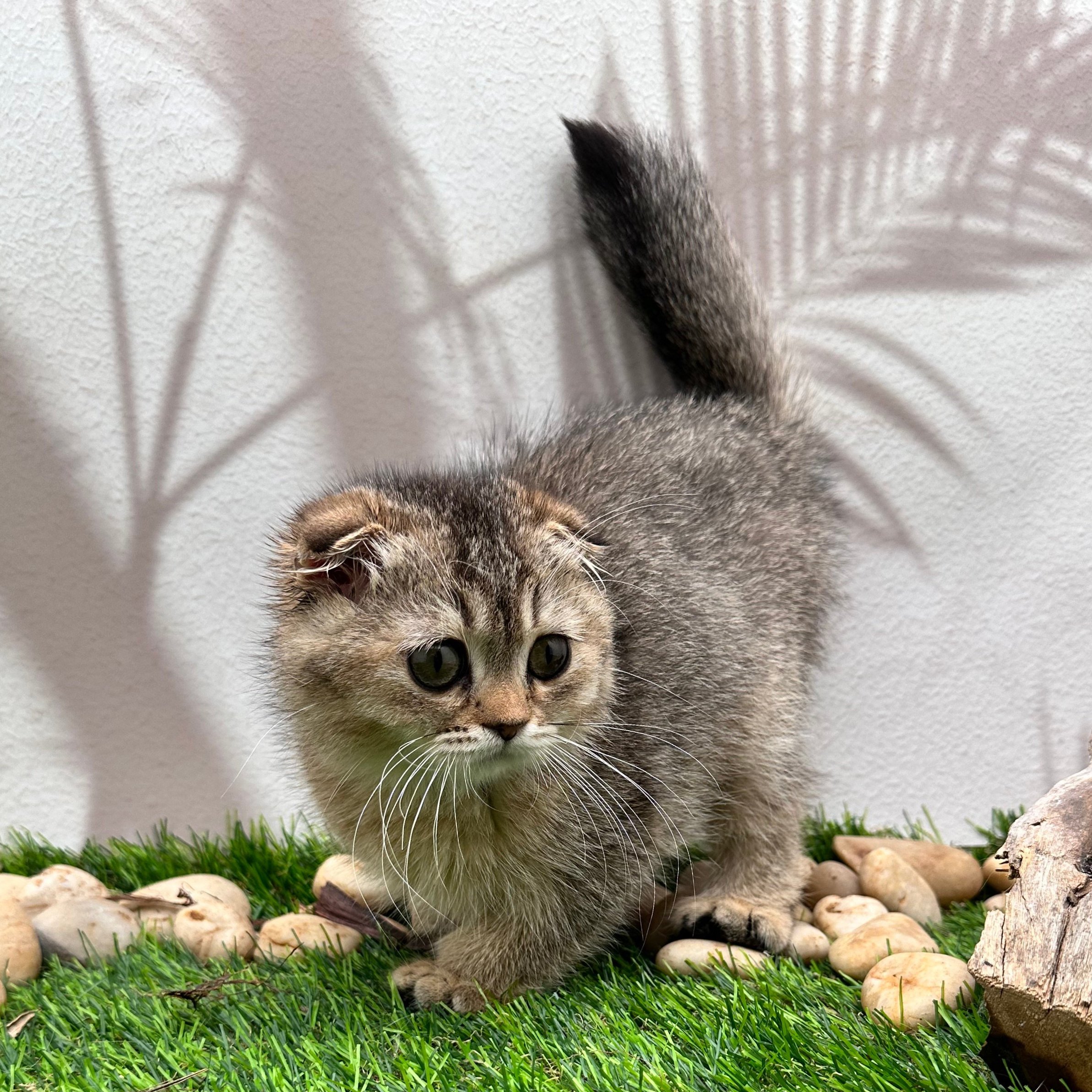 سكوتش فولد تايقر - انثى