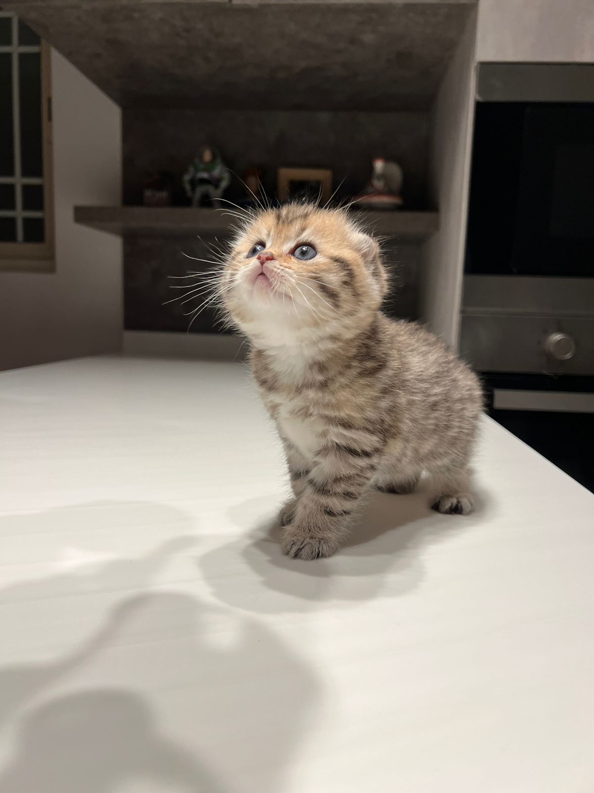 قط سكوتش تايقر انثى - سكوتش تايقر