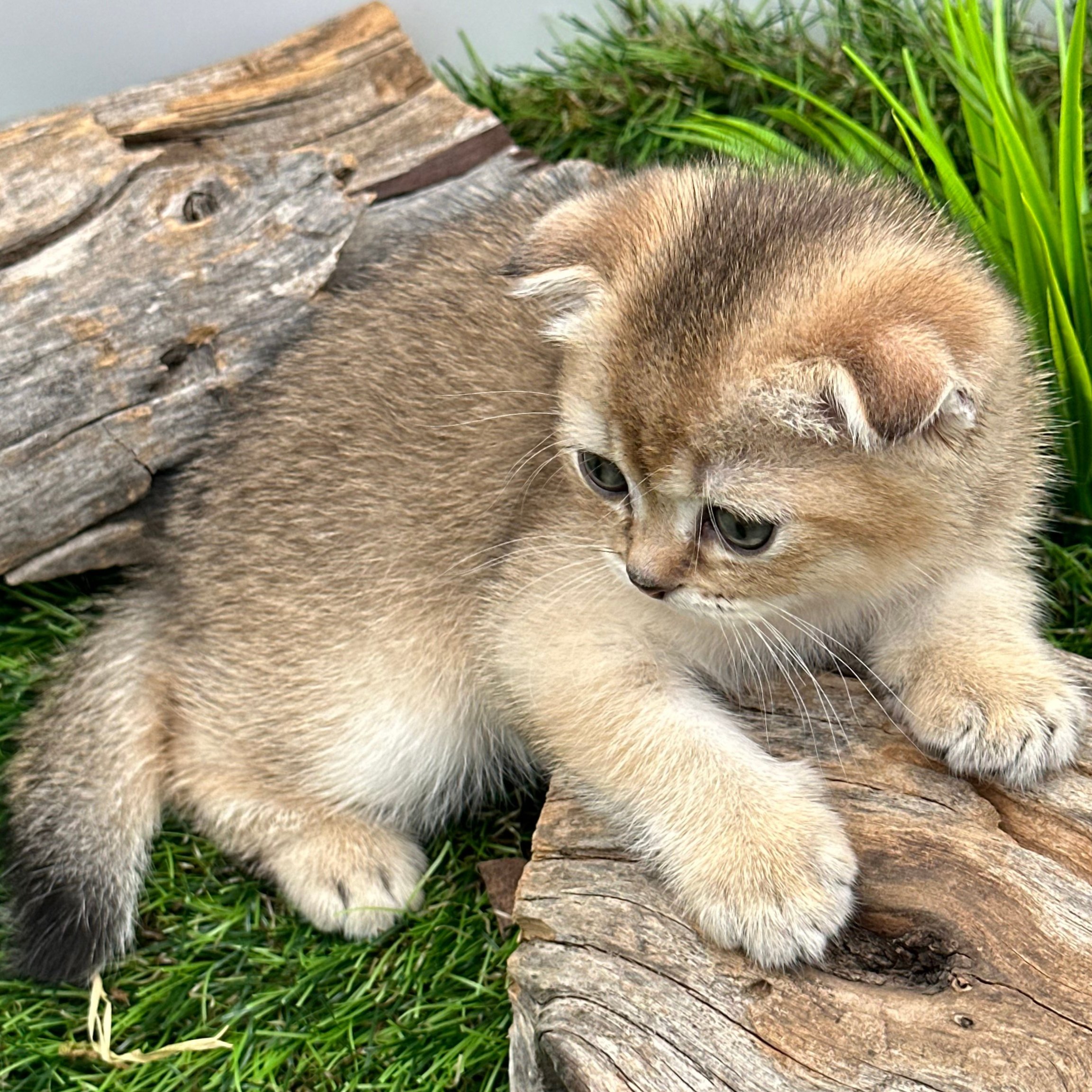 سكوتش فولد ذكر