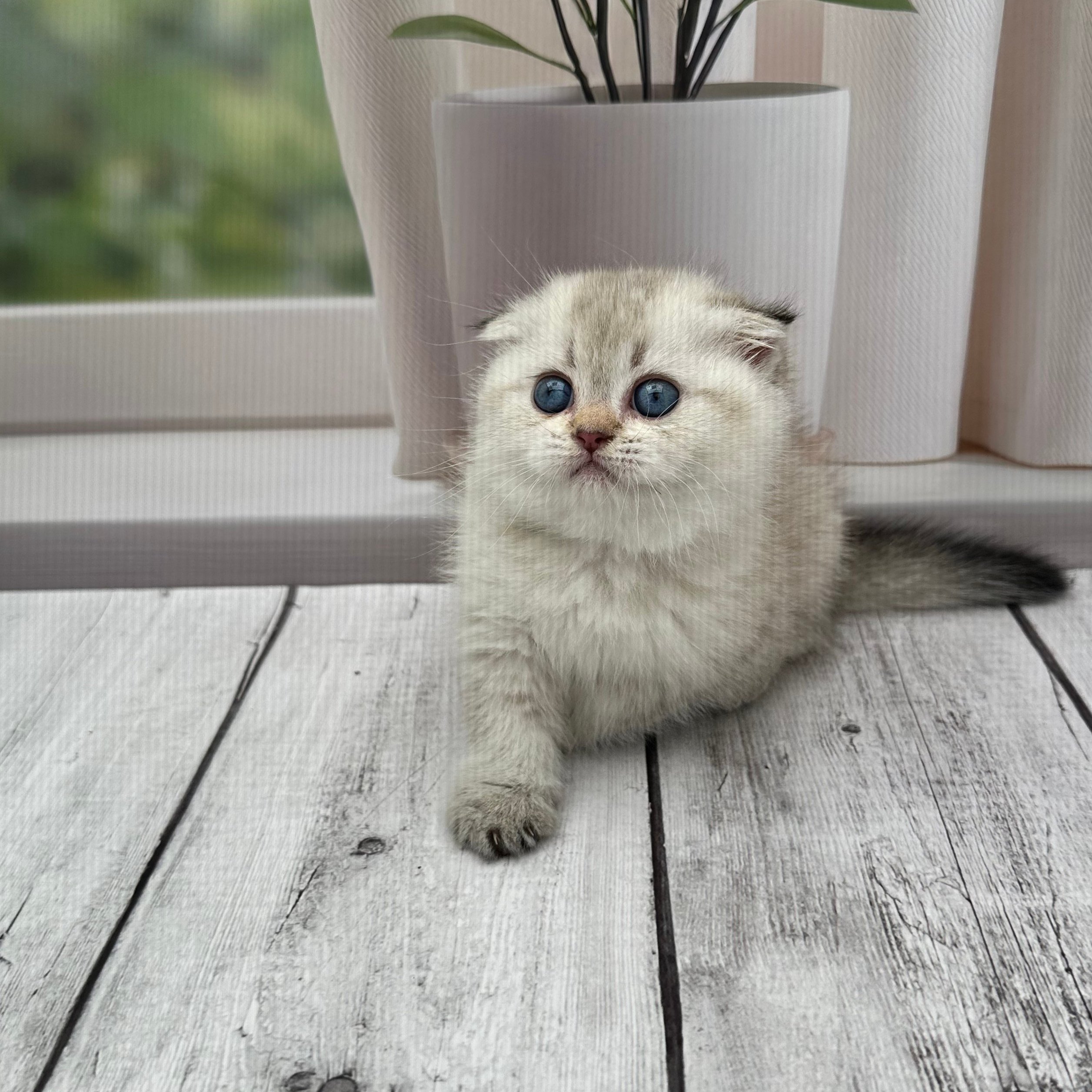 سكوتش هملايا -انثى